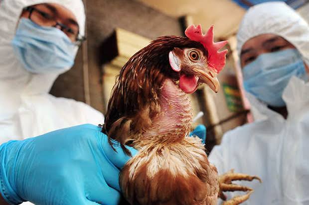 Ilustrasi ayam terjangkit flu burung (foto/int)